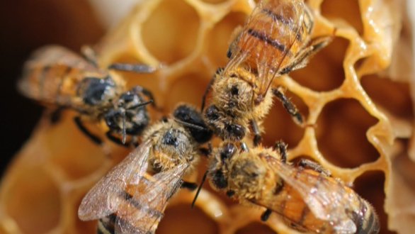 čebele izdelujejo med