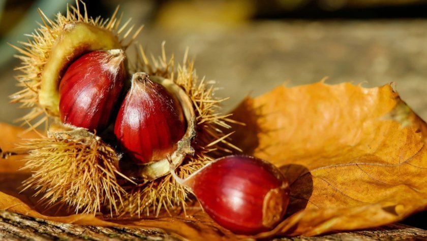 Slasten kostanjev namaz