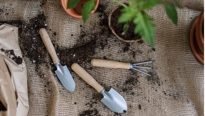 Posadi sadiko paradižnika s kovinsko oporo