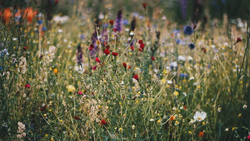 DIY: Šopek iz travniških rož