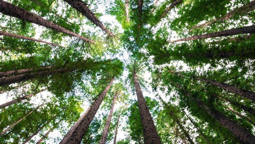 Ugani, koliko dreves krasi Kranjski drevored?