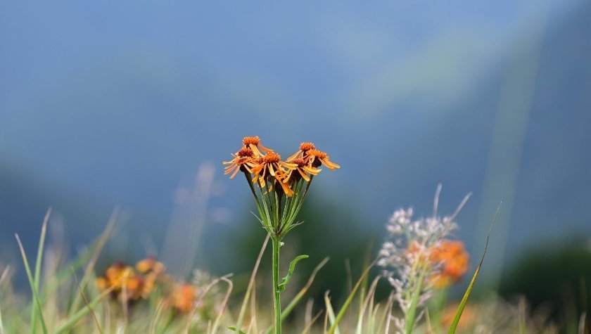Nariši najlepši gorski cvet
