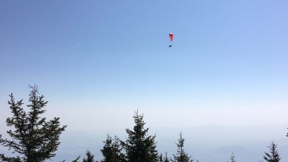 jadralni padalec na modrem nebu nad gozdom iglavcev