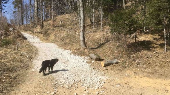 črni pes na makedamski gozdni poti