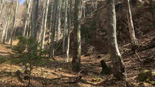 debla dreves v gozdu, prekritem z rjavim odpadlim listjem