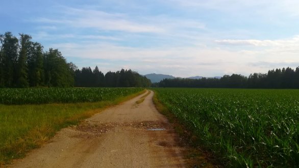 Makadamska cesta čez polje