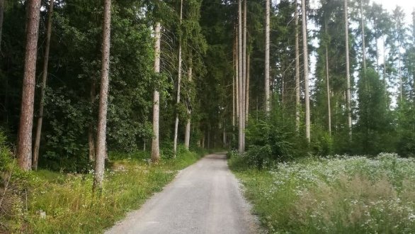 Pot čez gozd