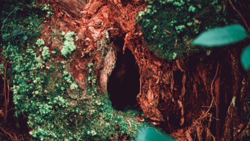 Nariši najbolj zvestnega prebivalca Bidovčeve luknje