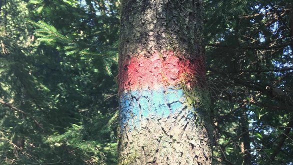 Barvne oznake v gozdu